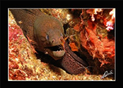 giant moray eel maintenance, koh Bon - Thailand by Adriano Trapani 